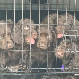 Boykin Spaniels from Camelot Creek Kennels