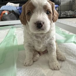 Cavapoo Puppies from Happy Home Cavapoos