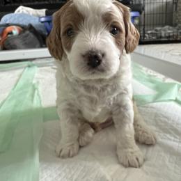 Cavapoo Puppies from Happy Home Cavapoos