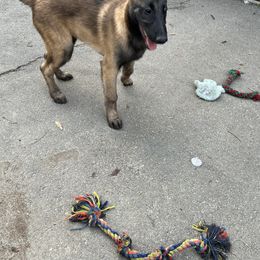 Belgian Malinois Puppies from MonStar Malinois
