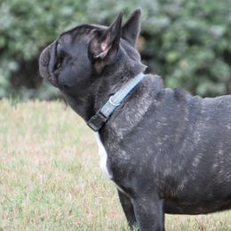 French Bulldogs from BullyBBbulldogs