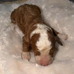 Boy 2 - Red  male Goldendoodle puppy in Spring Hill, Florida from Ohana Doodles x Frenchies