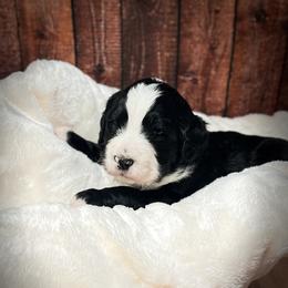 American Eskimo Dog and Bernedoodle Puppies from Shadow Kennels