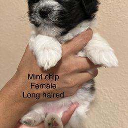 Havanese Puppies from Hoodview Havanese