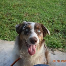 Australian Shepherd puppies from Swamp Puppy Canine Kennel