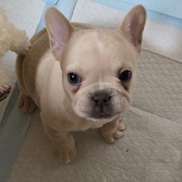 Sandy Beaches - French Bulldog puppy from JNS Frenchies
