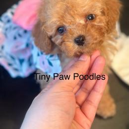 Poodle Puppies from Tiny Toy Poodles
