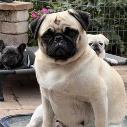 Snickers - Pug