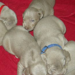 Weimaraners from Ash Hill Kennel