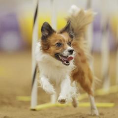 Sporty Mixes from Sound Off Sport Dogs