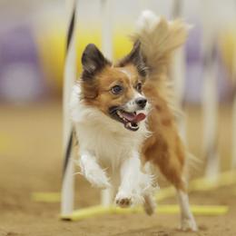 Sporty Mixes from Sound Off Sport Dogs