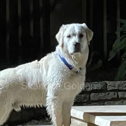 Trevon "Diggs" - Golden Retriever