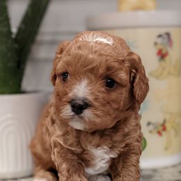 Kevin - Red male Cavapoo puppy in Caldwell, Idaho from Terrace Cav's