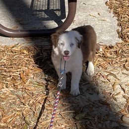 Swiss - Red tri-color male Miniature American Shepherd puppy in Garysburg, North Carolina from Schaefer's Miniature American Shepherds