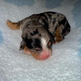Sterling - Merle male Cavapoo puppy in Knoxville, Tennessee from Duke’s Forever Doodles