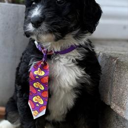Shnookums - Tri-color male Bernedoodle puppy in Camden, North Carolina from Oopsie Doodles of NC