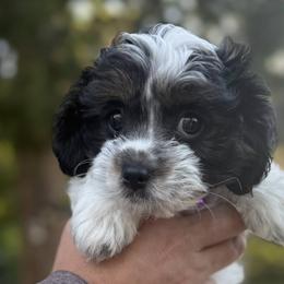 Cavapoos and Poodles from Grams poodle babies