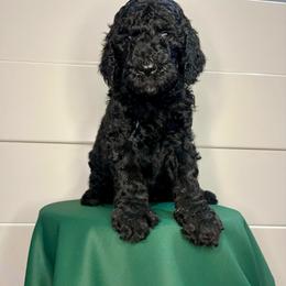 Reina - Black female Goldendoodle puppy in Macclenny, Florida from Davis's Doodles