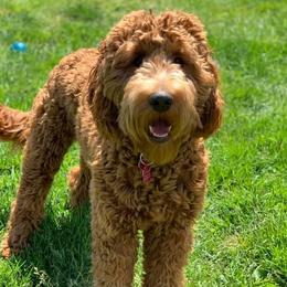Lucy - Australian Labradoodle