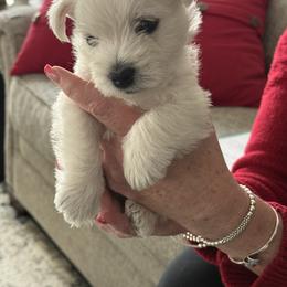 West Highland White Terrier Puppies from Highland Skye