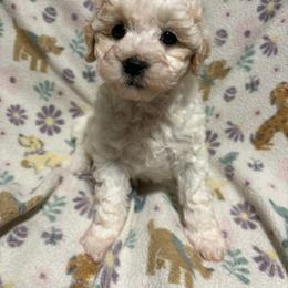 Yellow-Mini - Parti female Goldendoodle puppy in Millville, New Jersey from Michelle's Doodles