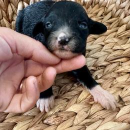 Tiny - Black and white female Bernedoodle puppy in Marlow, Oklahoma from Crider’s Critters