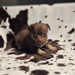 Scooby - Chocolate and tan male Chihuahua puppy in Plainfield, Indiana from Abby's Pampered Pooches