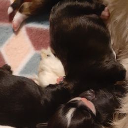 Lhasa Apso Puppies from Lots of Lhasa Love