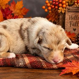 Natalie - Red merle female Australian Shepherd puppy in Fultonville, New York from Sandy Aussies, Mini Dachshunds & Pomeranians