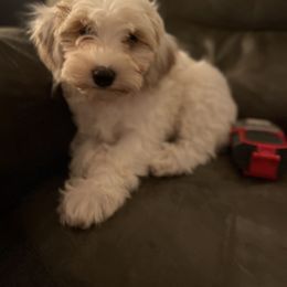 Boy 2 - Red and white male Cockapoo puppy in Birdsboro, Pennsylvania from Cooper Family Cockapoos
