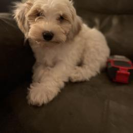 Boy 2 - Red and white male Cockapoo puppy in Birdsboro, Pennsylvania from Cooper Family Cockapoos