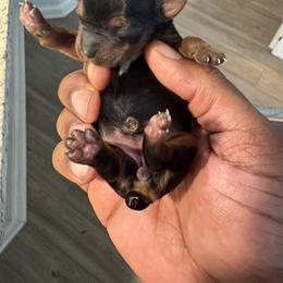 Girl 1 - female Yorkshire Terrier puppy in Jacksonville, Florida from Lake Shore Yorkies