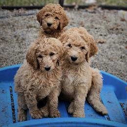 Double Doodle and Goldendoodle Puppies from Bert's Doodles