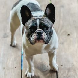 Truly - French Bulldog