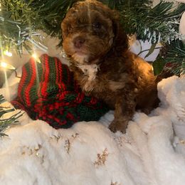 Charlie - Brown male Poodle puppy in Patterson, New York from Pixie Poodles