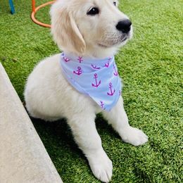 Golden Retriever Puppies from Robinsnest Goldens