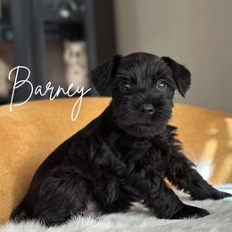 BARNY AKC - Black Miniature Schnauzer puppy in Victorville, California from West Coast Royal Miniature Schnauzer