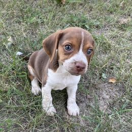Pocket Beagle Huck - Brown white and tan male Beagle puppy in Gentry, Arkansas from HC Puppy Ranch