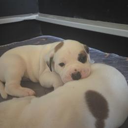 Beau - White and brown male American Bulldog puppy in Abita Springs, Louisiana from Slumski's Bulldogs