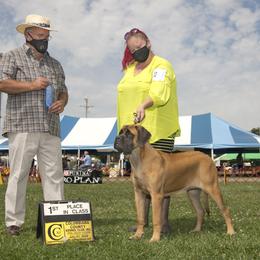 Charlie - Mastiff