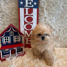 Reed - Cream and white male Shih Tzu puppy in Success, Missouri from Sweet Success