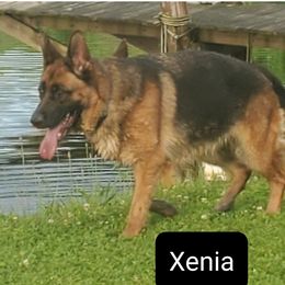 Xenia - German Shepherd