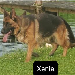 Xenia - German Shepherd