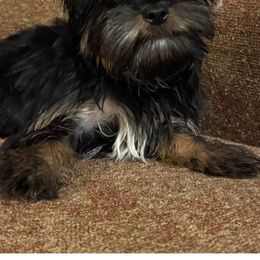 Bella - Black and tan female Yorkshire Terrier puppy in Lafayette, Georgia from Berggipfel Yorkies