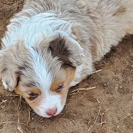 Miniature Australian Shepherd and Toy Australian Shepherd Puppies from Schwandt Toy Mini Aussies