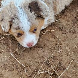 Miniature Australian Shepherd and Toy Australian Shepherd Puppies from Schwandt Toy Mini Aussies