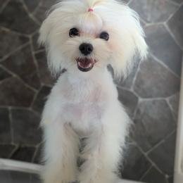 Korean Snowball - White male Maltese puppy in Barren Springs, Virginia from Seeking Shalom Acres Maltese, Maltipoos & Havamalts