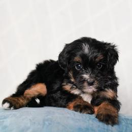 Beatrice - Tri-color female Bernedoodle puppy in Dundee, Ohio from Down Home Doodle