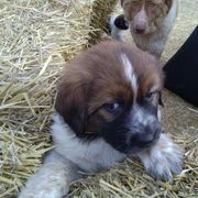 Karakachan Puppies from MI Family Farm