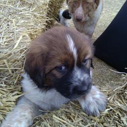 Karakachan Puppies from MI Family Farm